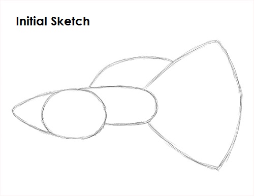 Guppy Fish Drawing Sketch Draw Guppy Fish Sketch