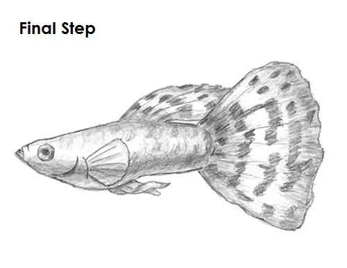 Guppy Fish Drawing Final Draw Guppy Fish Final
