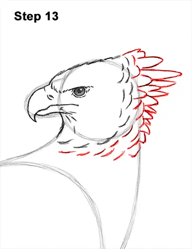 How to Draw a Harpy Eagle VIDEO & Step-by-Step Pictures