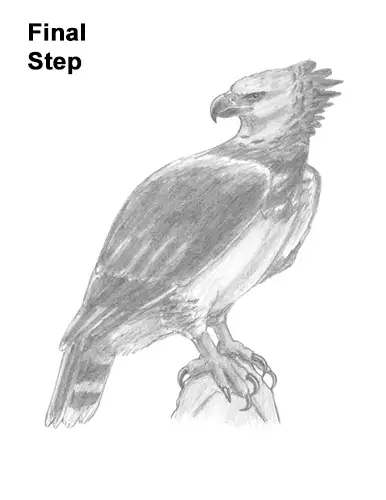 How to Draw a Harpy Eagle VIDEO & Step-by-Step Pictures