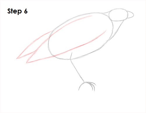Harris Hawk Drawing 6 Draw Harris Hawk 6