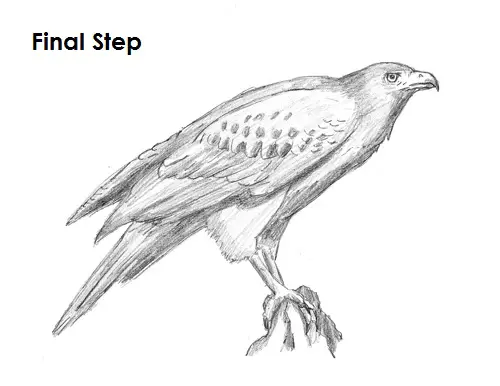 Easy Sketches Of Birds Hawk 3Asy To Draw for Beginner