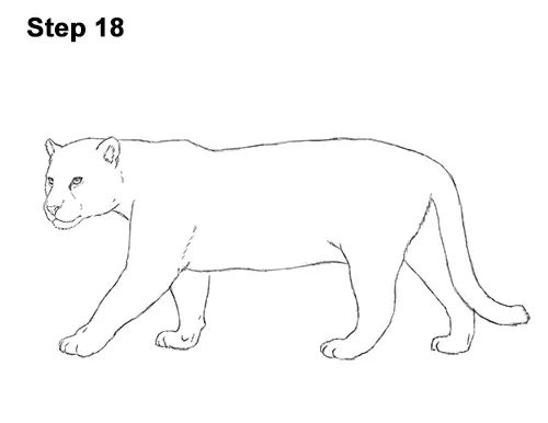 How to Draw a Jaguar VIDEO StepbyStep Pictures