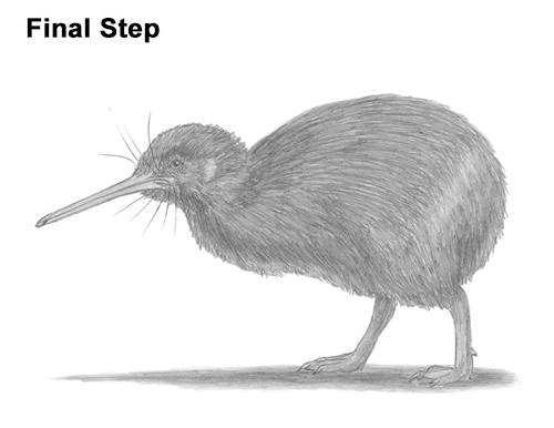 Featured image of post How To Draw A Kiwi Bird Easy Step By Step Learn how to draw swallows birds flying with easy step by step drawing lessons