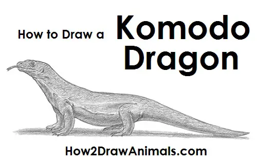 how to draw a komodo dragon
