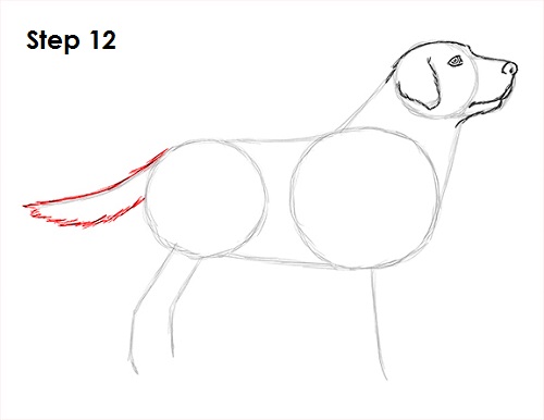 Labrador Retriever Dog 12 Draw Labrador Retriever 12