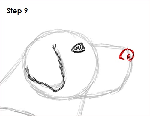 Labrador Retriever Dog 9 Draw Labrador Retriever 9