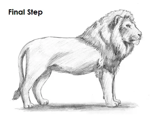 Lion Drawing Final Draw Lion Last