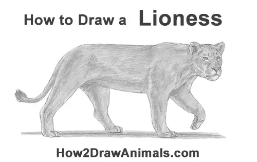 How to Draw a Lioness