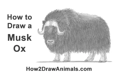 How to Draw a Musk Ox