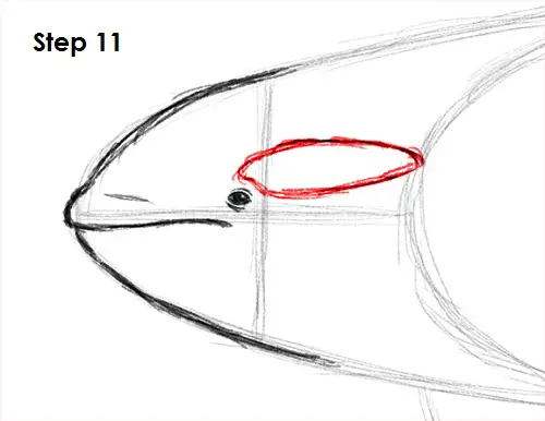 Killer Whale Drawing 11 Draw Orca 11