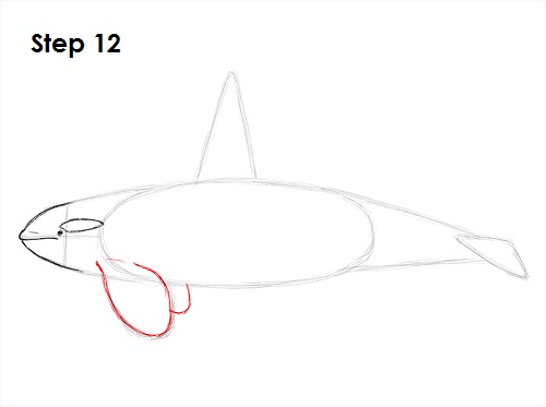 Killer Whale Drawing 12 Draw Orca 12