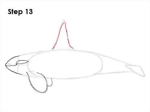 Killer Whale Drawing 13 Draw Orca 13
