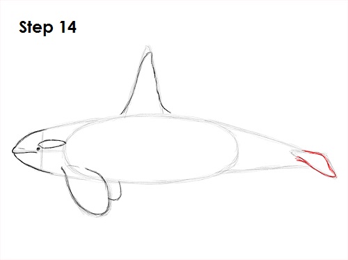 Killer Whale Drawing 14 Draw Orca 14