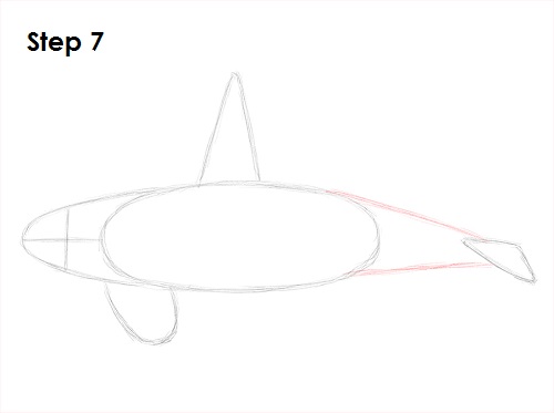 Killer Whale Drawing 7 Draw Orca 7