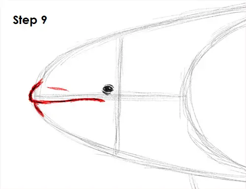 Killer Whale Drawing 9 Draw Orca 9
