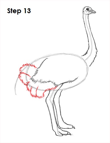Ostrich Drawing 13 Draw Ostrich 13