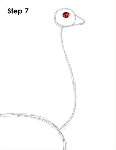 Ostrich Drawing 7 Draw Ostrich 7