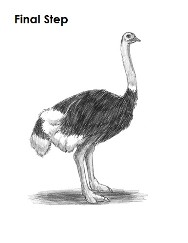 How to Draw an Ostrich