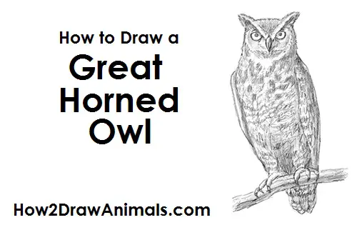 How to Draw an Owl (Great-Horned)