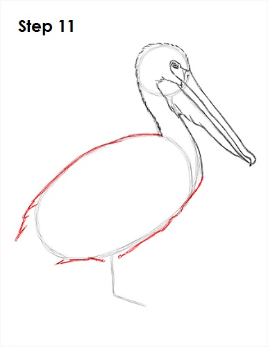 How to Draw a Pelican