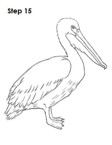 How to Draw a Pelican