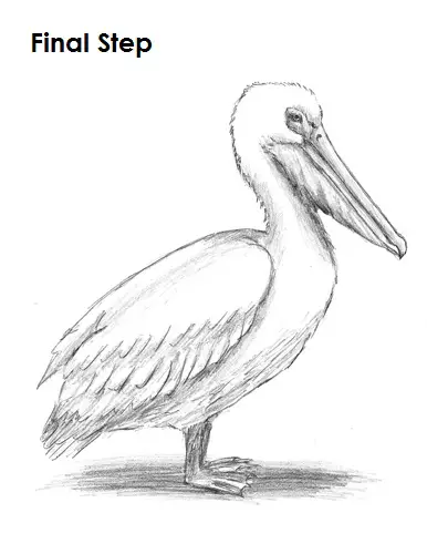 How to Draw a Pelican