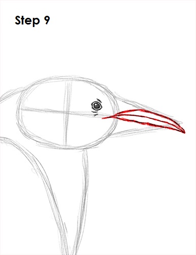 Penguin Drawing 9 Draw Penguin 9