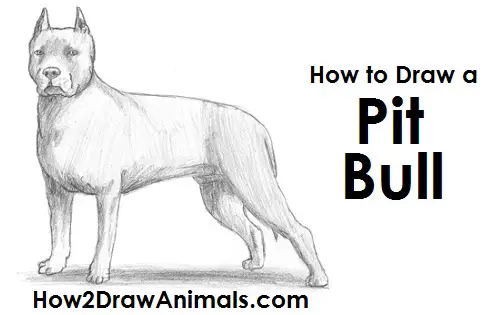 How to Draw a Dog (Pit Bull)