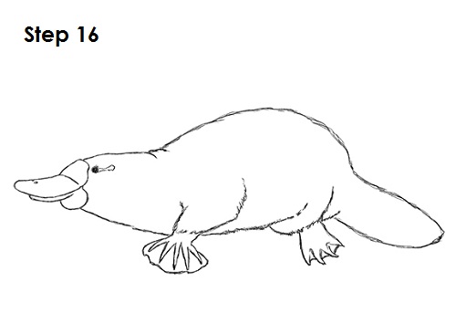 How to Draw a Platypus