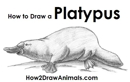 How to Draw a Platypus