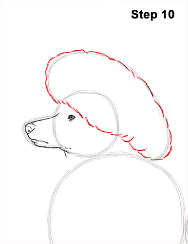 How to Draw a Poodle Dog