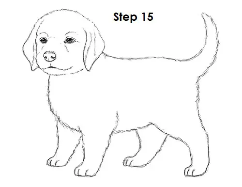 How to Draw a Puppy VIDEO & Step-by-Step Pictures