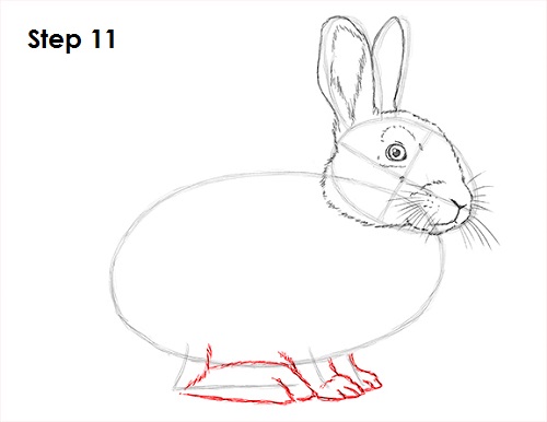 How To Draw A Rabbit