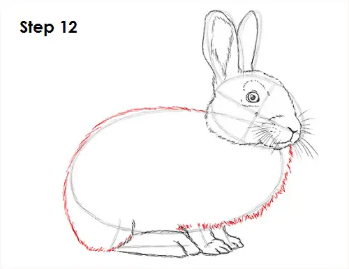 Rabbit Drawing 12 Draw Rabbit 12