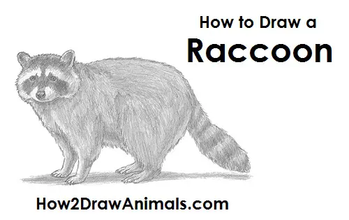 How to Draw a Raccoon