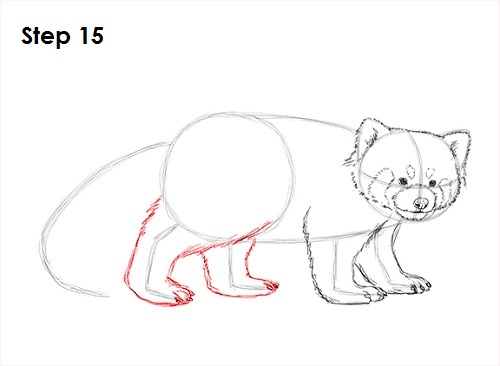 How to Draw a Red Panda