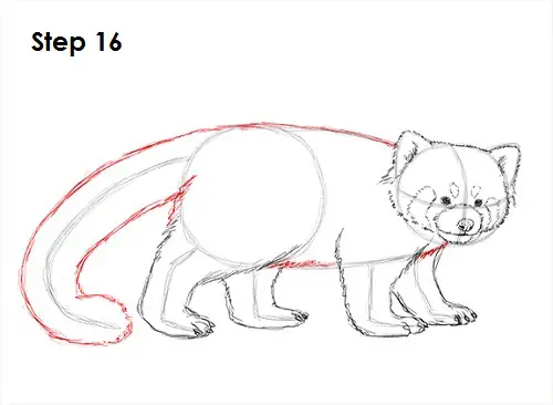 How to Draw a Red Panda