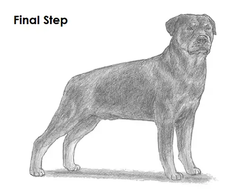 How to Draw a Rottweiler