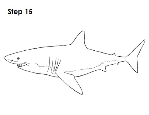 How to Draw a Shark Great White