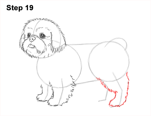 How to Draw a Dog (Shih Tzu)