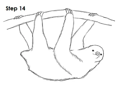 How to Draw a Sloth