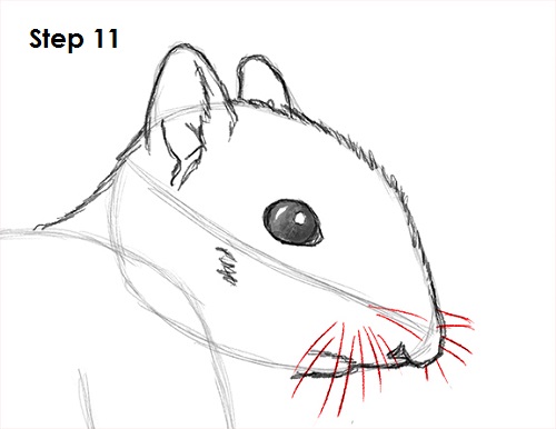 Squirrel Drawing 11 Draw Squirrel 11