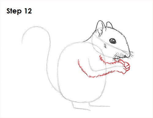Squirrel Drawing 12 Draw Squirrel 12