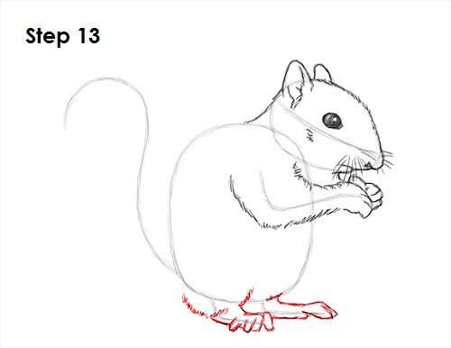 Squirrel Drawing 13 Draw Squirrel 13
