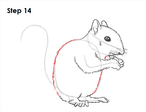 Squirrel Drawing 14 Draw Squirrel 14