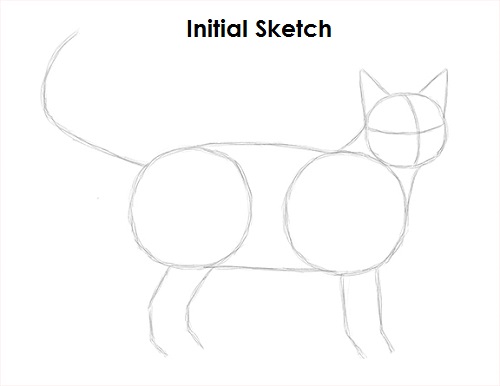 Tabby Cat Drawing Sketch Draw Tabby Cat Sketch