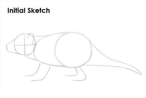 Tasmanian Devil Drawing Sketch Draw Tasmanian Devil Sketch