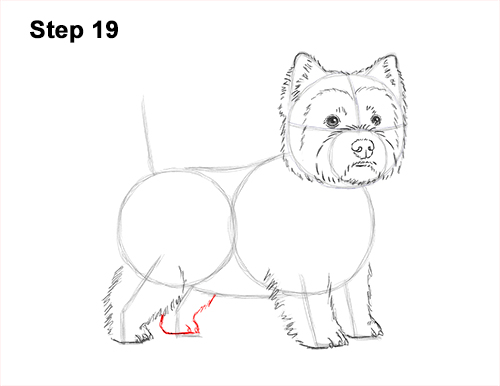 How to Draw a Westie Dog VIDEO & StepbyStep Pictures