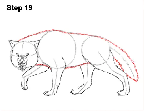 How to Draw a Wolf Growling